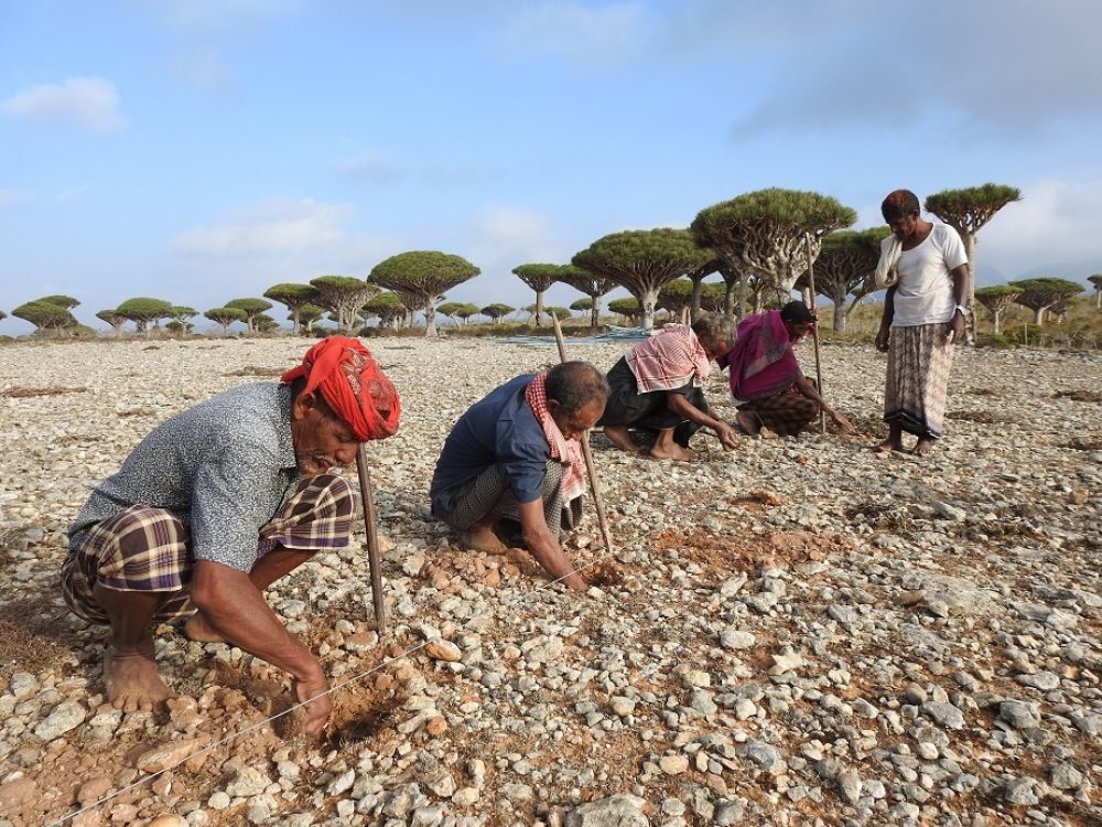 Mitigation of Hurricanes Impacts on Endemic and Threatened Plants of Socotra Archipelago
