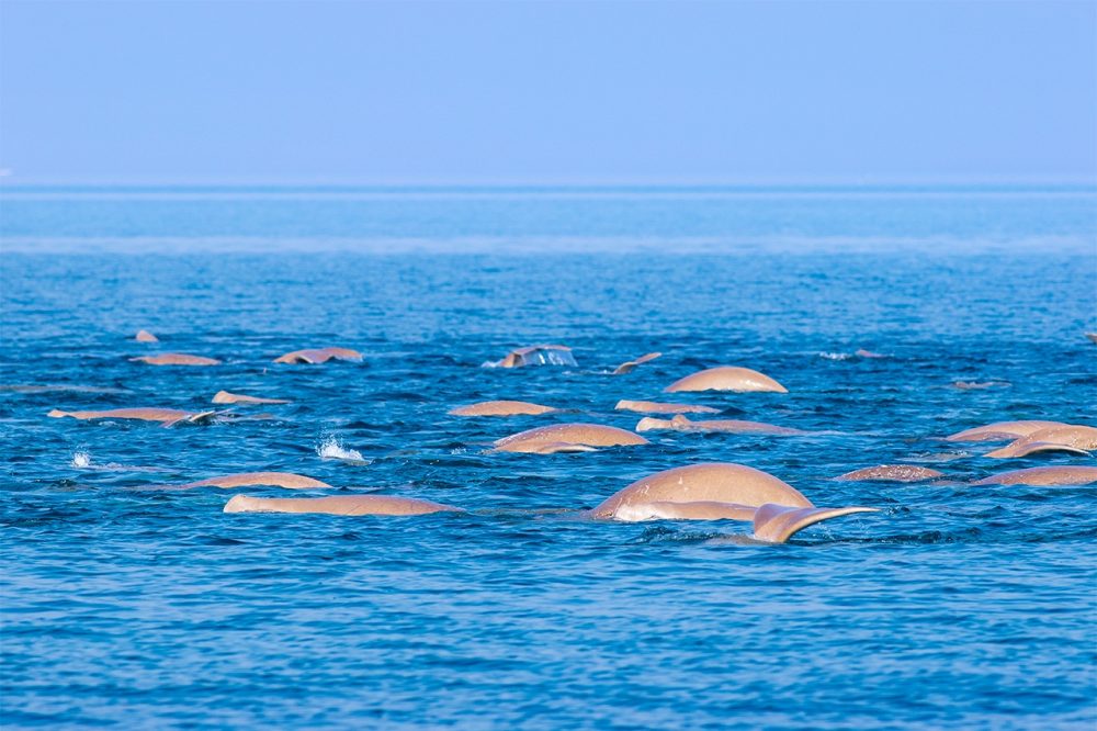 دراسة حديثة: مملكة البحرين موطن لأكبرمجموعات للأطوم (بقر البحر) في العالم