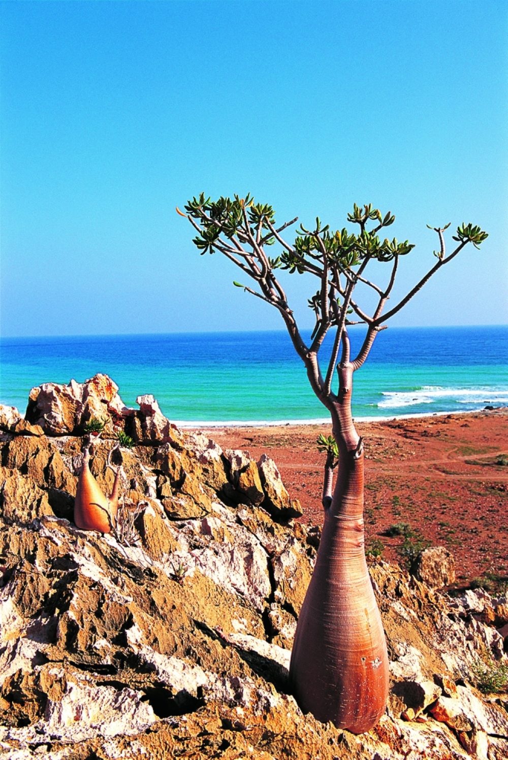 17ème Conférence Internationale sur Soqotra et Assemblée Générale Annuelle des Amis de Soqotra (FoS) Liens entre patrimoine naturels et culturels à Soqotra