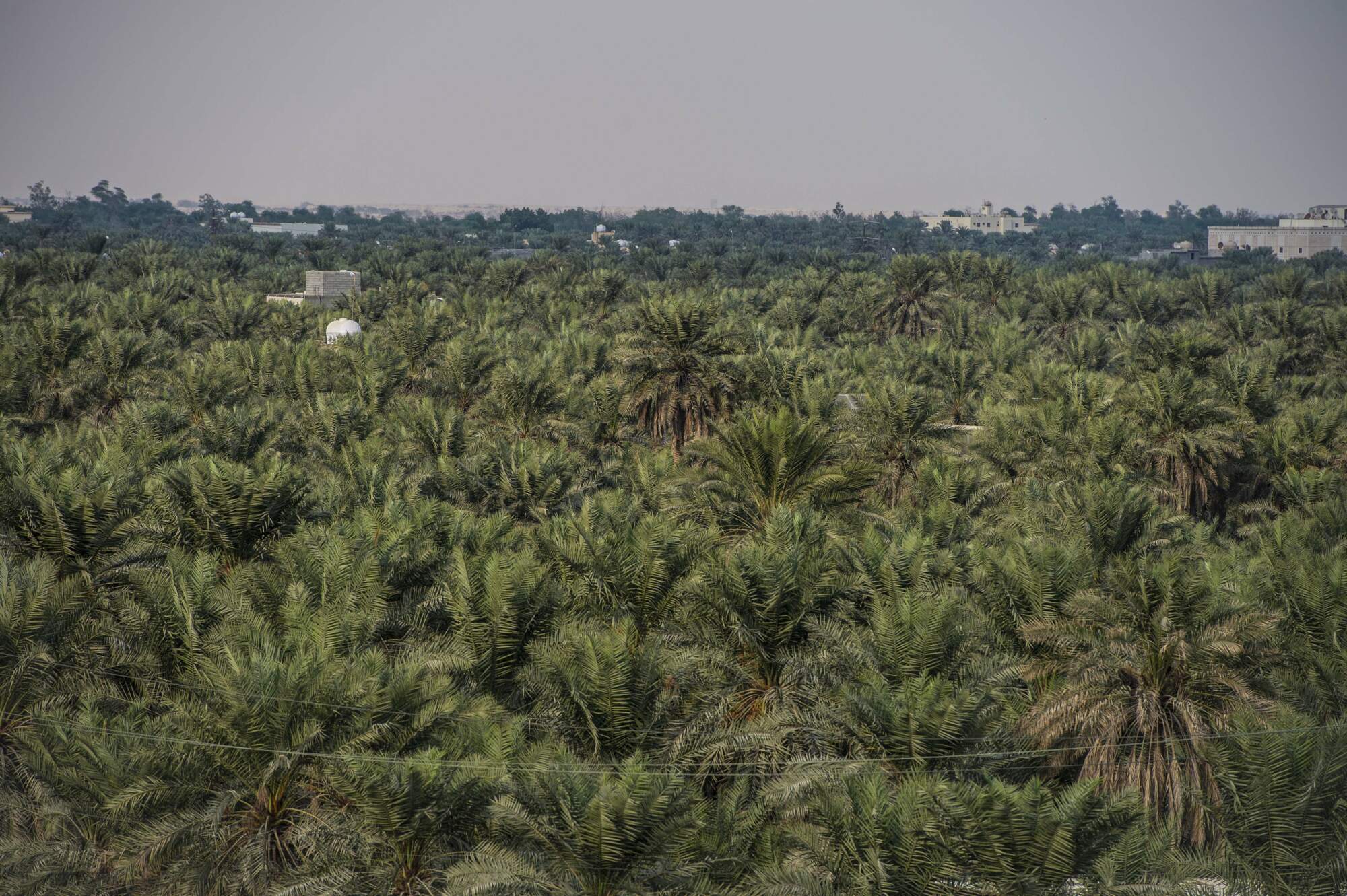 Conducting Field Visit to AlAhsa Arab Regional Centre for World